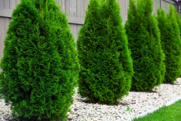 Arborvitae Planting in Warwick