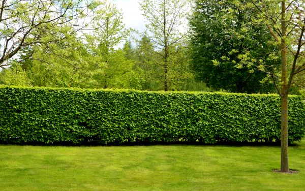 Hedge Planting in Warwick