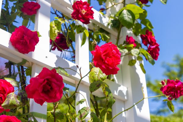 Home Gardening Service in Warwick