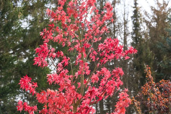 Japanese Maple Planting in Warwick