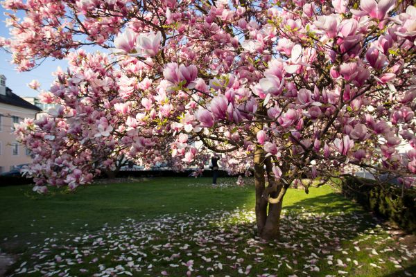 Magnolia Tree Planting in Warwick