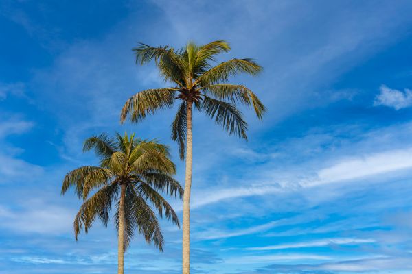 Palm Tree Planting in Warwick