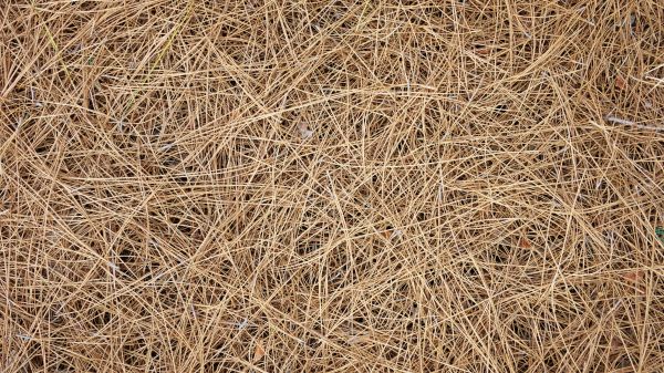 Pine Needles Delivery in Warwick