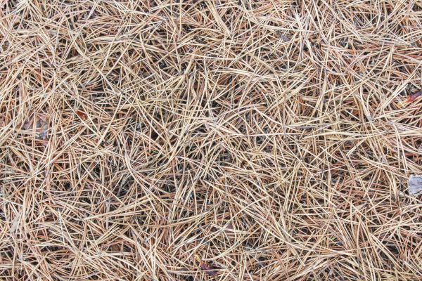 Pine Straw Installation in Warwick