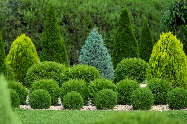 Shrub Replacement in Warwick