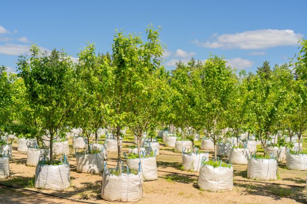 Tree Planting Service in Warwick