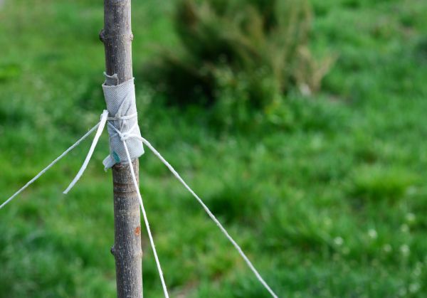 Tree Staking Service in Warwick