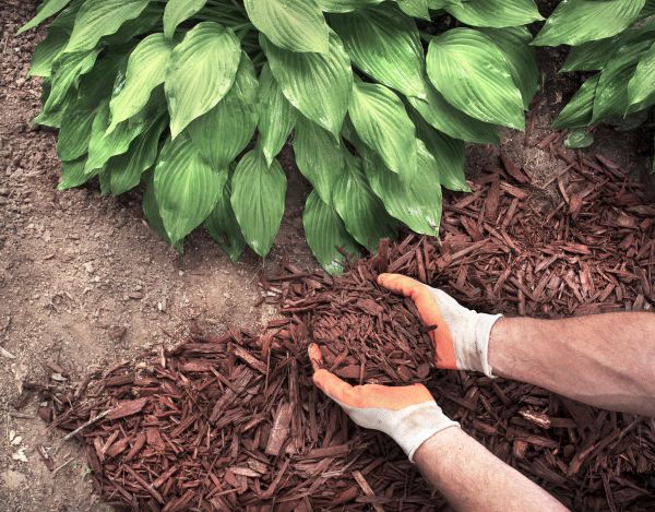 Shredded Mulch Service in Warwick
