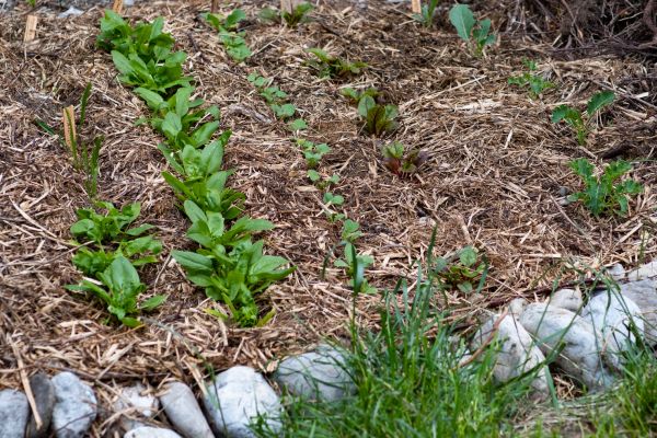 Mulch Service in Warwick