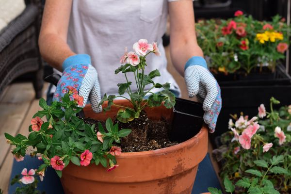Plant Care Service in Warwick