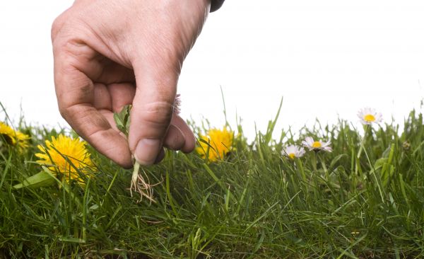 Lawn Weeding in Warwick
