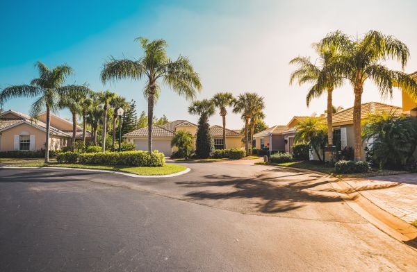 Palm Tree Landscaping in Warwick