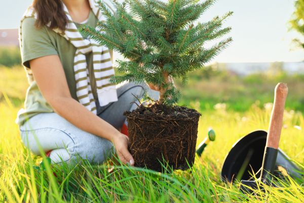 Spruce Tree Planting in Warwick