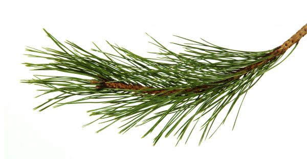 Pine Needles Installation in Warwick