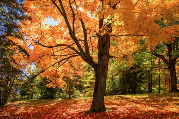 Maple Tree Planting in Warwick