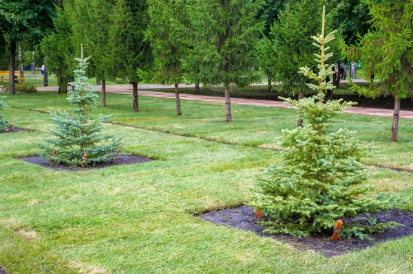 Privacy Trees Planting in Warwick