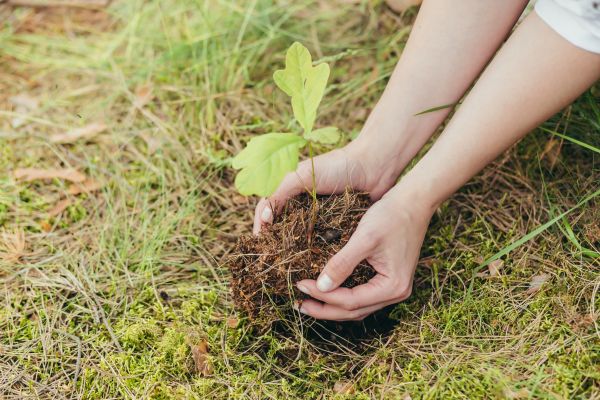 Oak Tree Planting in Warwick
