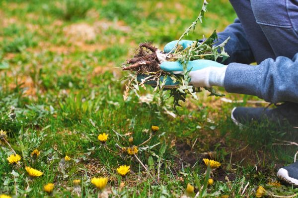 Flower Bed Clearing in Warwick