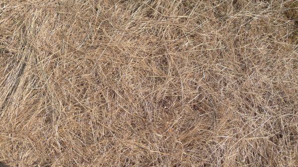 Pine Straw Replacement in Warwick