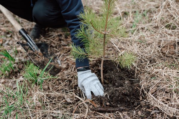 Pine Tree Planting in Warwick