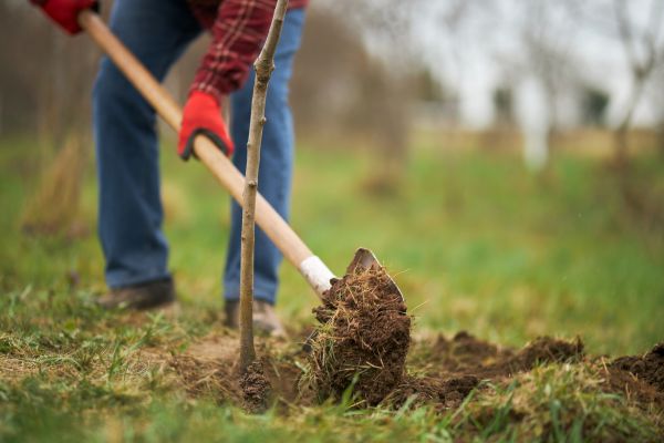 Trees Planting in Warwick