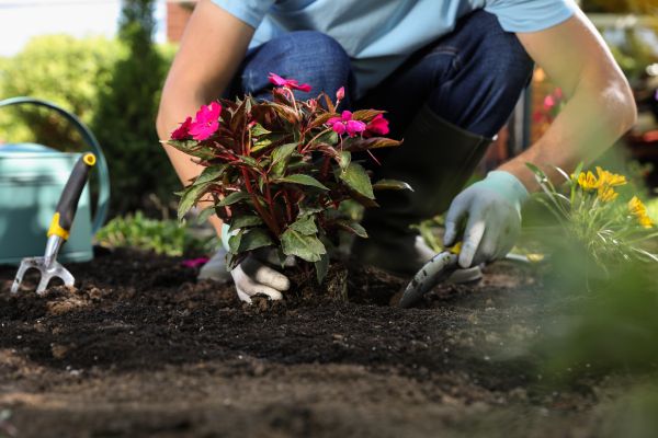 Plant Replacement in Warwick