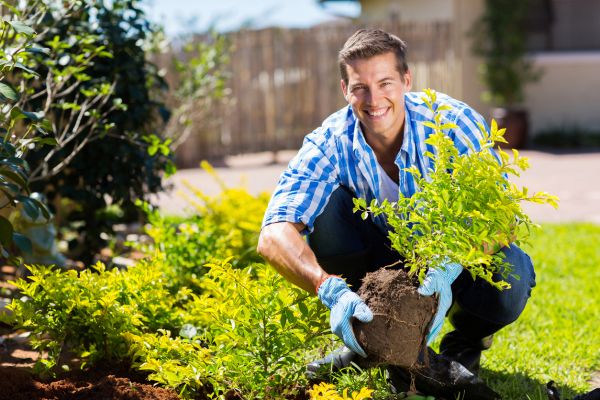 Shrub Landscaping in Warwick