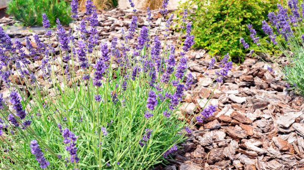 Pine Bark Landscaping in Warwick