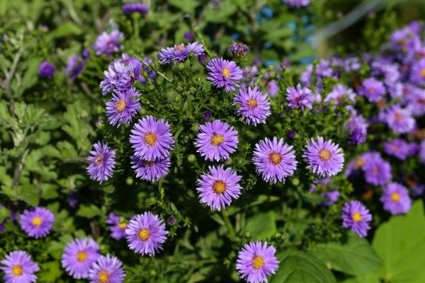 Perennial Flower Planting in Warwick