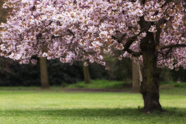 Cherry Tree Planting in Warwick
