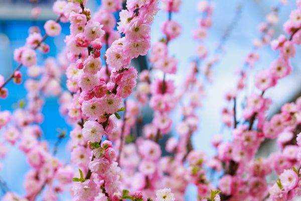 Japanese Cherry Tree Planting in Warwick