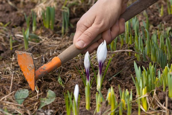 Flower Garden Weeding in Warwick