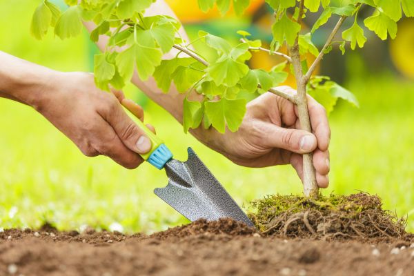 Fruit Tree Planting in Warwick