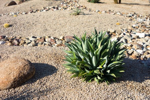 Xeriscaping Service in Warwick