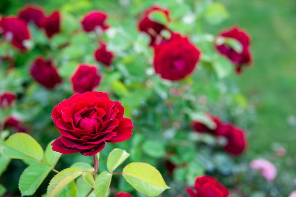 Rose Planting in Warwick