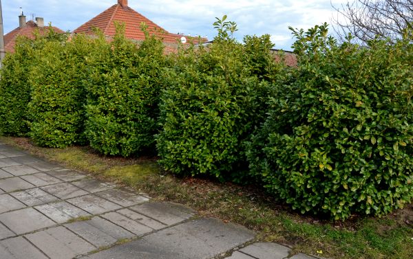 Privacy Shrub Installation in Warwick
