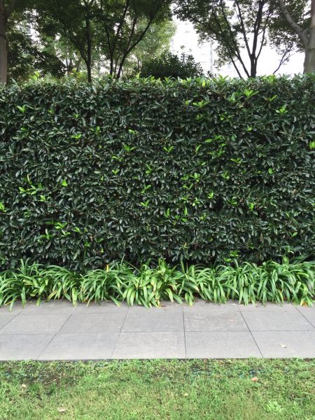 Privacy Shrub Planting in Warwick