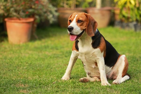 Dog Friendly Landscaping in Warwick