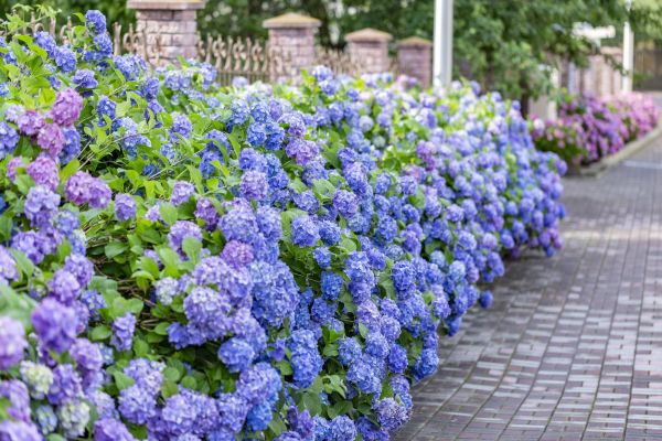 Hydrangea Landscaping in Warwick