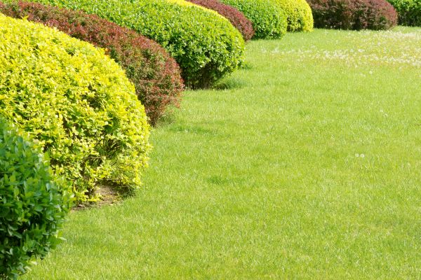 Shrubbery Planting in Warwick