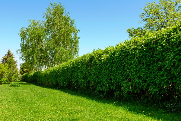 Hedge Replacement in Warwick