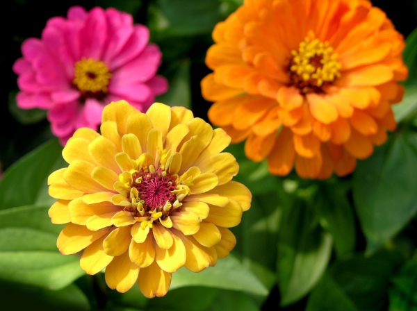 Zinnia Planting in Warwick