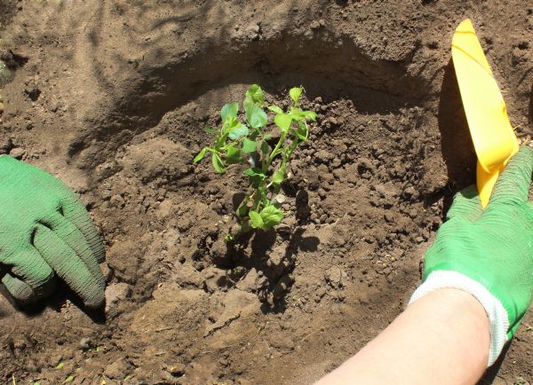 Rose Bush Planting in Warwick