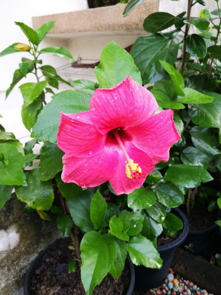 Hibiscus Planting in Warwick