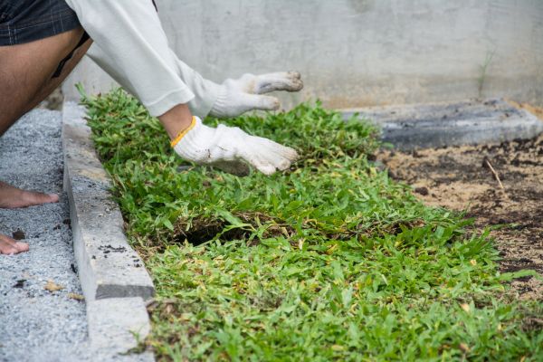 Ground Cover Planting in Warwick
