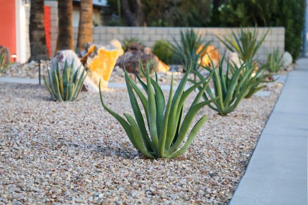 Drought Resistant Landscaping in Warwick