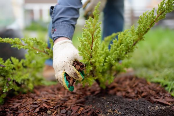 Church Mulching in Warwick