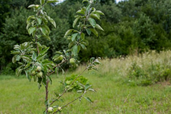 Apple Tree Planting in Warwick