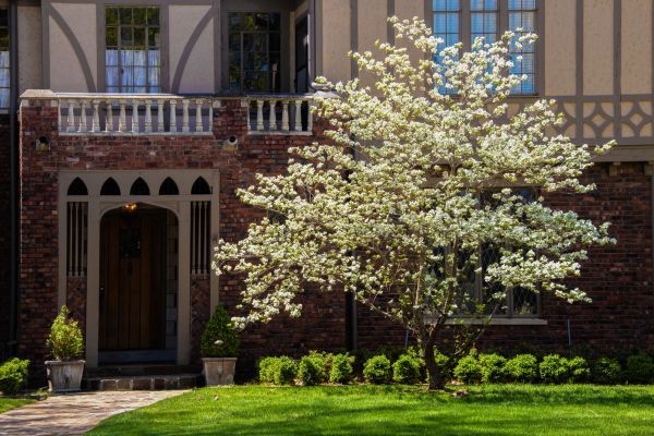 Dogwood Tree Planting in Warwick
