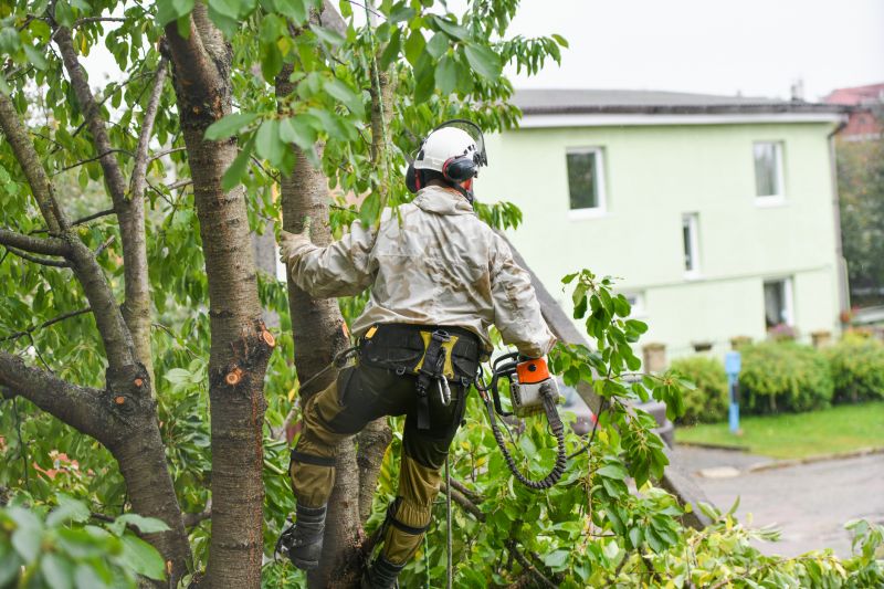 Arborist Tree Service detail